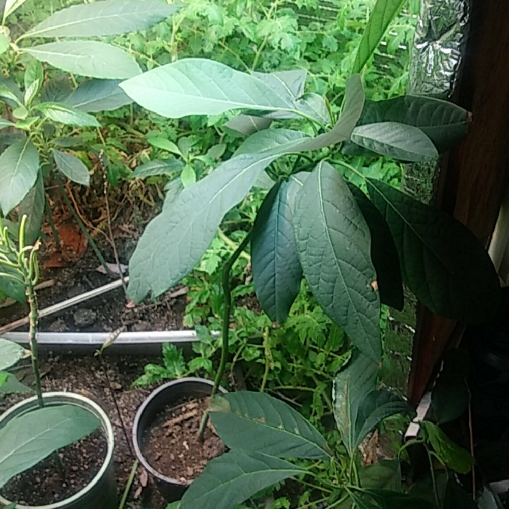 Avocadoplants